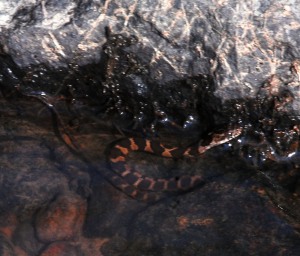 Young watersnake in the Eno River.